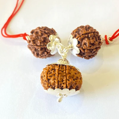 7,8 & 13 Mukhi Rudraksha Combination For (sales executives/brokers/ traders) - Image 2