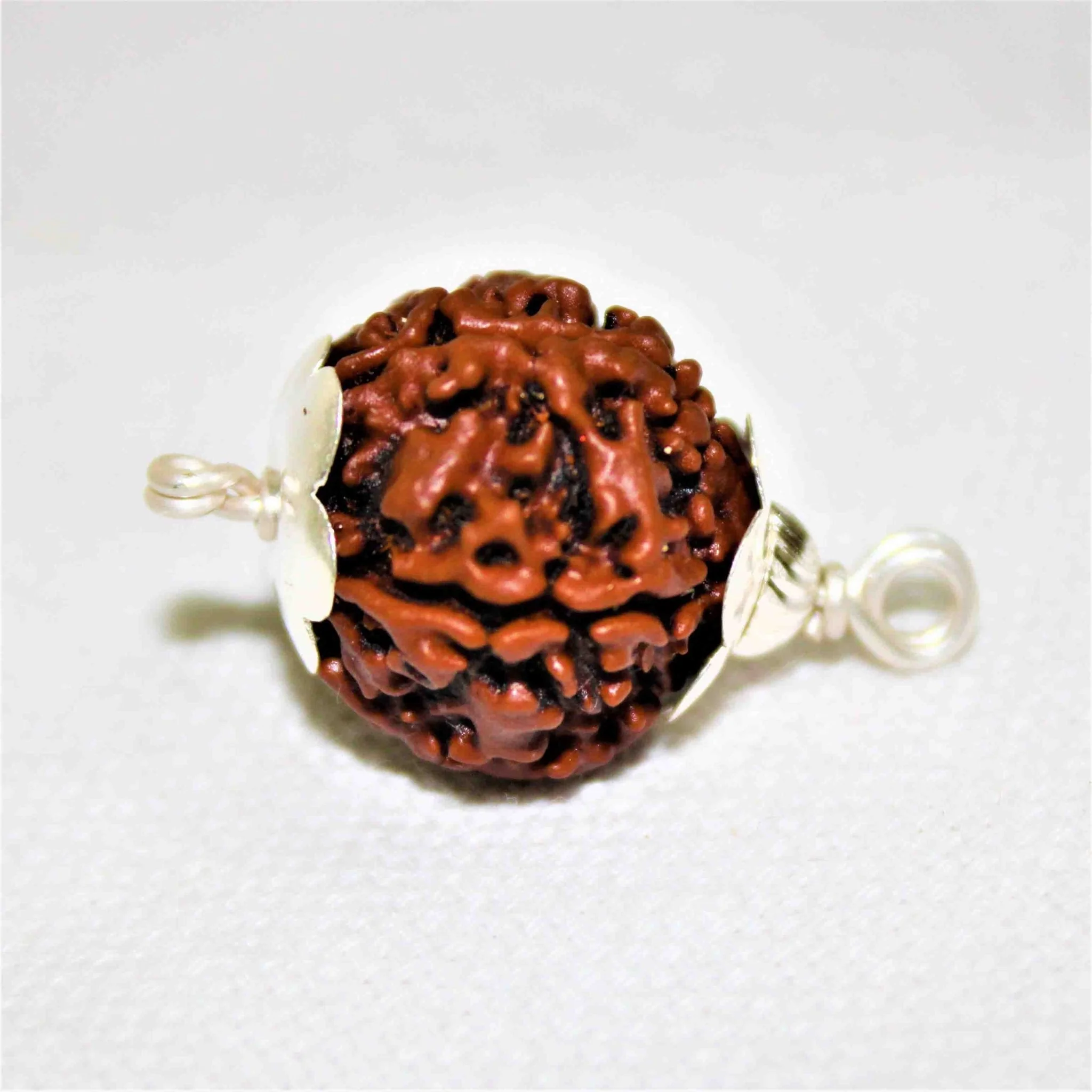 Natural 5 Mukhi/Face Rudraksha (Nepal Origin) - Image 2