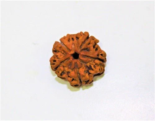Natural 5 Mukhi/Face Rudraksha (Nepal Origin) - Image 4