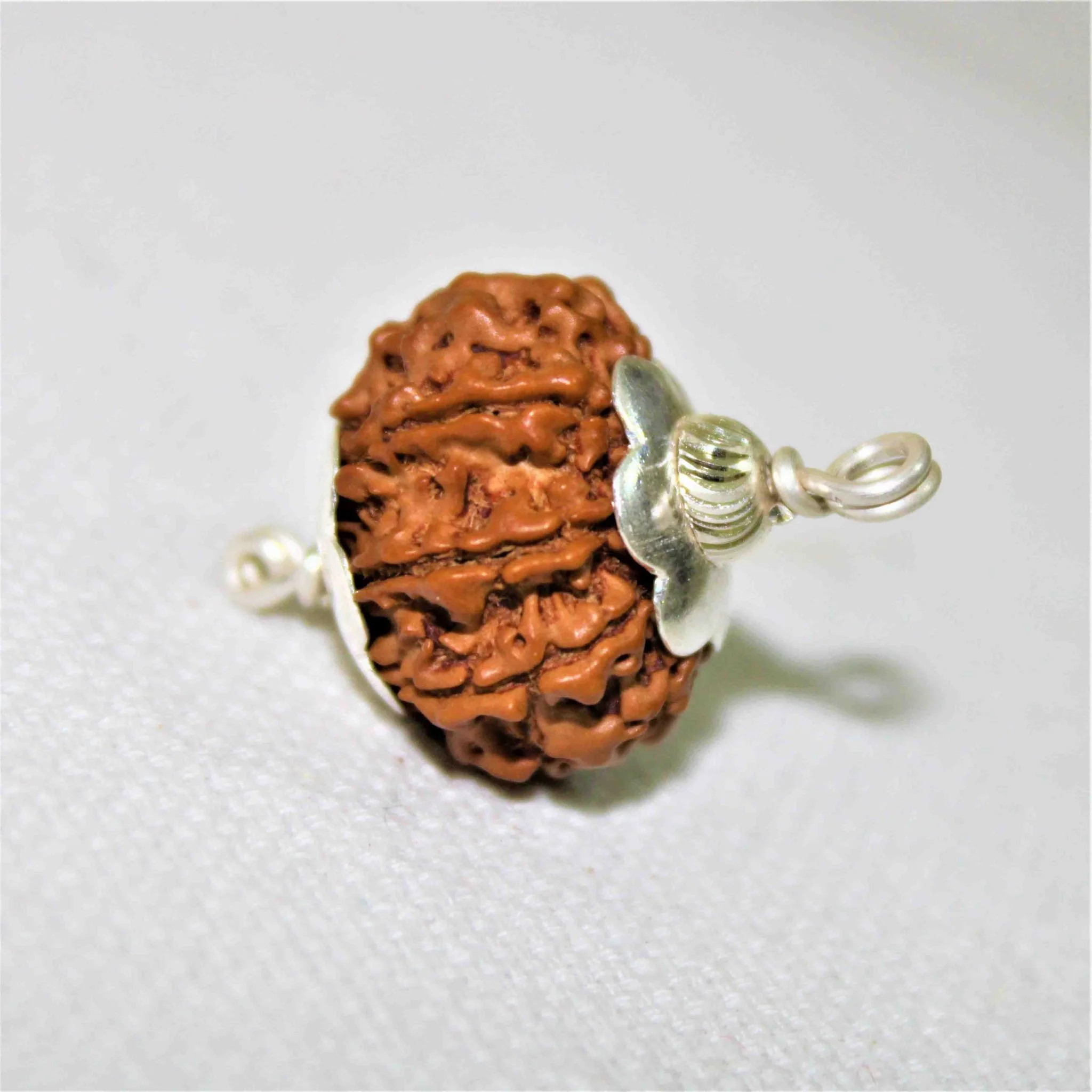 Natural 7 Mukhi Rudraksha (Nepal Origin- 19.00 mm)