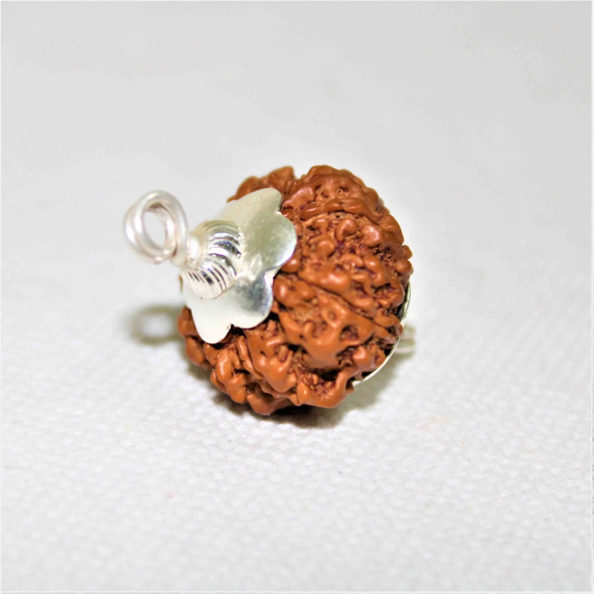 Natural 7 Mukhi Rudraksha (Nepal Origin- 19.00 mm) - Image 2
