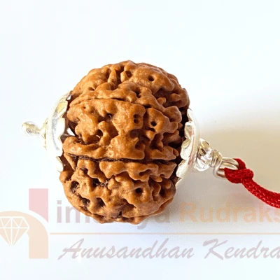 Natural 7 Mukhi Rudraksha (Nepal Origin- 24.00 MM )