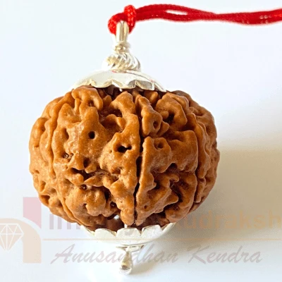 Natural 7 Mukhi Rudraksha (Nepal Origin- 22.00 MM )